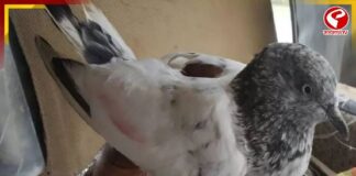 পায়ে বাঁধা চিরকুট, বর্ডার পেরিয়ে এল পায়রা! জম্মু-কাশ্মীরে হুলুস্থুল কাণ্ড