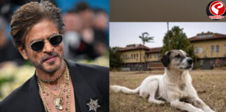 শাহরুখের মন্নতে আশ্রয় নিল পথকুকুর!