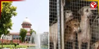 পথকুকুর নিয়ে প্রবল বিক্ষোভে রায় বদল সুপ্রিম কোর্টে