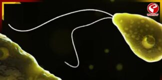 ফের কেরলে অ্যামিবার হানা! মৃত ২