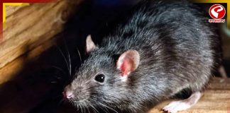 সরকারি হাসপাতালে ইঁদুরের উৎপাত! ক্ষুব্ধ হয়ে কী বলল আদালত?