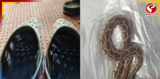 জুতোয় লুকিয়েছিল সাপ! পা গলাতেই ছোবল, মৃত্যু ইঞ্জিনিয়ারের