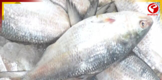 বাংলার পাতে নেই পদ্মার ইলিশ, ভরসা গুজরাটের ইলিশের উপরে