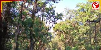 পুজোর আগেই পর্যটকদের জন্য সুখবর, খুলছে ডুয়ার্সের জঙ্গল