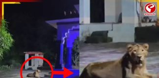 দেবীর পাহারায় হাজির স্বয়ং বাহন! দেখুন এই অদ্ভুত ভিডিও