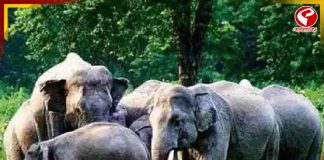 খাবারের সন্ধানে ৩৫ টি দাঁতাল হাতির তাণ্ডব! আতঙ্ক ঝাড়গ্রামে