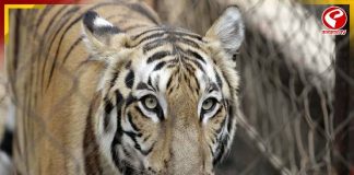 আলিপুর চিড়িখানায় ২ বাঘিনীর মৃত্যু! গঠন কমিটি