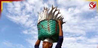 পুজোর মুখে সুখবর, এপার বাংলার রসনা তৃপ্তিতে আসছে পদ্মার ইলিশ