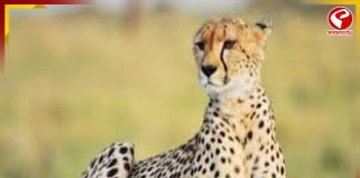 আফ্রিকা থেকে চিতা আসছে ভারতে, তোড়জোড় শুরু কেন্দ্রের