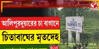 আলিপুরদুয়ারের চা বাগান থেকে উদ্ধার চিতাবাঘের মৃতদেহ