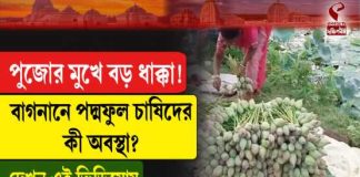 পুজোর মুখে বড় ধাক্কা! বাগনানে পদ্মফুল চাষিদের কী অবস্থা?