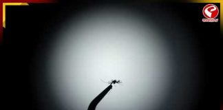 ব্রাজিলে ডেঙ্গুর কবল থেকে বাঁচতে মশা নয়া উদ্যোগ