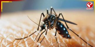 কলকাতায় ডেঙ্গির দাপট, নজরদারিতে পুরসভা