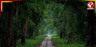 তিন মাস পর খুলল ডুয়ার্সের জঙ্গল, পর্যটকমুখর জলদাপাড়া