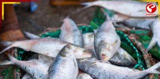 পুজোর আগে পদ্মার ইলিশ ঢুকছে রাজ্যে, দাম কত হতে পারে?