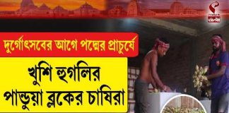 দুর্গোৎসবের আগে পদ্মের প্রাচুর্যে খুশি হুগলির পান্ডুয়া ব্লকের চাষিরা