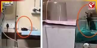 মধ্যপ্রদেশের হাসপাতালে NICU-তে ইঁদুরের দাপাদাপি, মৃত্যু সদ্যোজাতের