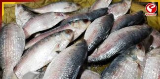 বাংলাদেশ থেকে পেট্রাপোল সীমান্ত দিয়ে ভারতে প্রবেশ করল ইলিশ বোঝাই ট্রাক