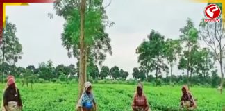 পুজোর মুখে বোনাস না পেয়ে ক্ষুব্ধ চা-শ্রমিকরা
