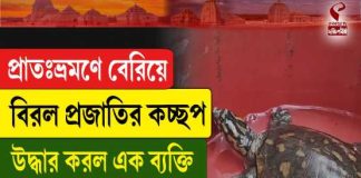 প্রাতঃভ্রমণে বেরিয়ে বিরল প্রজাতির কচ্ছপ উদ্ধার নদিয়ার বাসিন্দার