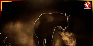 গ্রামে ভয়ঙ্কর বুনো জন্তুর হানা! গরু চরাতে গিয়ে আর ফিরল না কৃষক