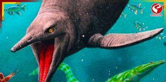 সমুদ্রের অন্ধকার জগতে আজও বেঁচে আছে জলজ ডাইনোসরের দল!