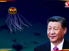 সমুদ্রে ‘ভুতুড়ে জেলিফিশ’ নামাচ্ছে চীন! কারণ জানলে চমকে উঠবেন
