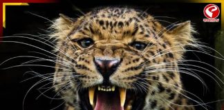 বাঁকুড়ায় চিতাবাঘ! রাত নামলেই আতঙ্ক, কী পদক্ষেপ বন দফতরের?