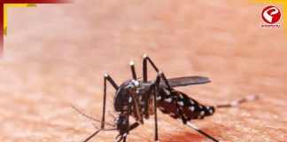 ফের ডেঙ্গুর বলি শহরে! মৃত্যু বিধাননগরের কিশোরীর