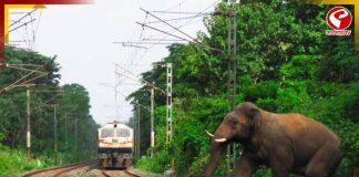 এলিফ্যান্ট করিডরে রেলের গার্ডরেল! আপত্তি বনদফতরের, শুরু বিতর্ক