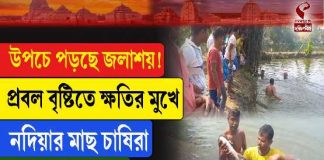 উপচে পড়ছে জলাশয়! প্রবল বৃষ্টিতে ক্ষতির মুখে নদিয়ার মাছ চাষিরা