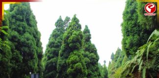 দার্জিলিংয়ে দুর্ঘটনা, গাড়ি খাদে, মৃত ২ পর্যটক