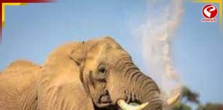 হাতির হানায় এক শিশুকন্যা সহ তিনজনের মৃত্যু আলিপুরদুয়ারে