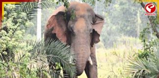 বন্যার জল নামার পর থেকেই উত্তরবঙ্গে নয়া আতঙ্ক, বন্যপ্রাণীর হামলা