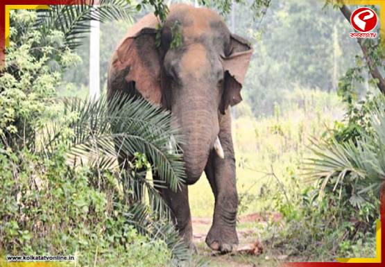 Elephant