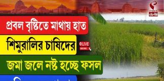 প্রবল বৃষ্টিতে মাথায় হাত শিমুরালির চাষিদের জমা জলে নষ্ট হচ্ছে ফসল