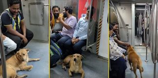 কলকাতা মেট্রোয় স্ট্রিট ডগ, নিরাপত্তা–স্বাস্থ্যবিধি নিয়ে প্রশ্ন