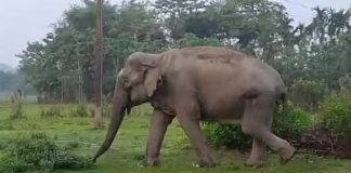 উত্তরবঙ্গে বাড়ছে হাতির আনাগোনা, ক্ষতিগ্রস্ত ফসল, ভাঙছে ঘরবাড়ি, কোন রাস্তায় সমাধান?
