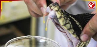 অবশেষে শাপমুক্তি! নিজস্ব অ্যান্টি-ভেনম পেতে চলেছে বাংলা