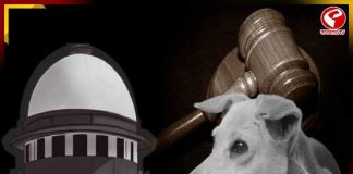 রাস্তার কুকুর নিয়ন্ত্রণে ব্যর্থ রাজ্যগুলি, ক্ষুব্ধ সুপ্রিম কোর্ট