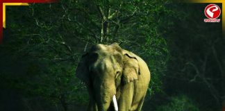 হাতি দেখে হার্ট অ্যাটাক! মর্মান্তিক ঘটনায় প্রাণ গেল গৃহবধূর