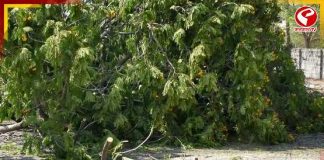 থিয়েটার রোডে গাছকাটা নিয়ে বিতর্ক