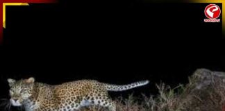 উত্তরবঙ্গ বিশ্ববিদ্যালয় সংলগ্ন শিবমন্দিরে চিতাবাঘের হামলা, আহত যুবক