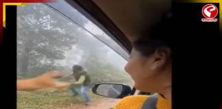 জঙ্গলে দাঁড়িয়ে ছবির পোজ, অতর্কিতে ঘাড়ে লাফ দিয়ে পড়ল বাঘ