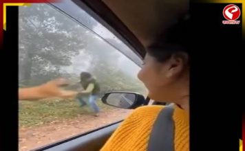 জঙ্গলে দাঁড়িয়ে ছবির পোজ, অতর্কিতে ঘাড়ে লাফ দিয়ে পড়ল বাঘ