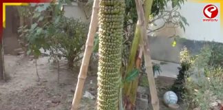 নদিয়ার শান্তিপুরে নজিরবিহীন ঘটনা, বাড়ির বাগানে ফলেছে সাত ফুট লম্বা কলার কাঁদি