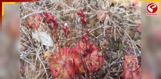 আমাজনের মতো ‘মাংসাশী’ উদ্ভিদের হদিস জঙ্গলমহলে!