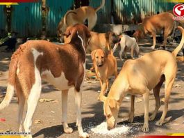 পথকুকুরদের নিয়ে সুপ্রিম নির্দেশের পর প্রতিবাদ! শেল্টারের দাবি সক্রিয়কর্মীদের