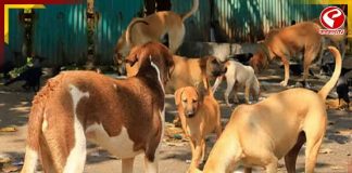 পথকুকুরদের নিয়ে সুপ্রিম নির্দেশের পর প্রতিবাদ! শেল্টারের দাবি সক্রিয়কর্মীদের