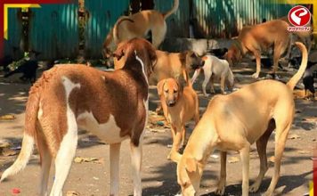 পথকুকুরদের নিয়ে সুপ্রিম নির্দেশের পর প্রতিবাদ! শেল্টারের দাবি সক্রিয়কর্মীদের